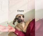 Small #11 Anatolian Shepherd-Rhodesian Ridgeback Mix