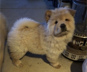 Chow Chow Puppy for sale in MC ARTHUR, OH, USA