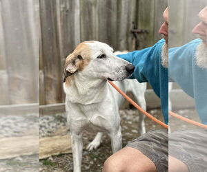 Fantasia - Female Mutt Dog for Adoption - Photo #6