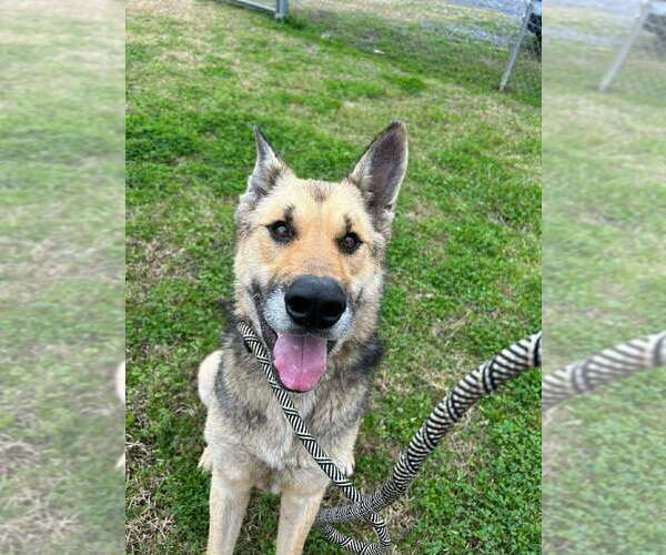 Medium Photo #2 German Shepherd Dog-Unknown Mix Puppy For Sale in Abbeville, LA, USA