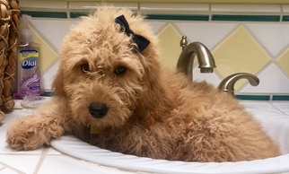 Goldendoodle Puppy for sale in RANCHO PALOS VERDES, CA, USA