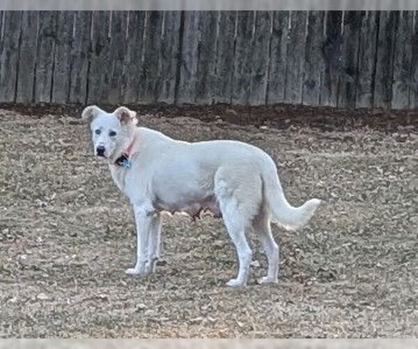 Medium Photo #2 Labsky Puppy For Sale in Plainfield, IL, USA