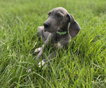 Puppy Puppy 4 Great Dane