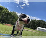 Small #3 American Boston Bull Terrier