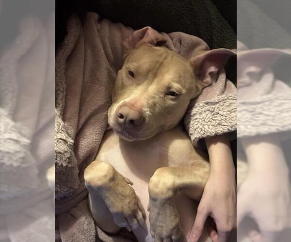 Medium Photo #2 American Pit Bull Terrier Puppy For Sale in Derwood, MD, USA