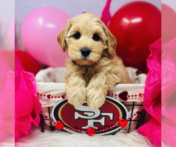 Medium Photo #9 Australian Labradoodle Puppy For Sale in BRUSH PRAIRIE, WA, USA