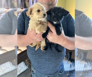 Morkie Puppy for sale in FULTON, NY, USA