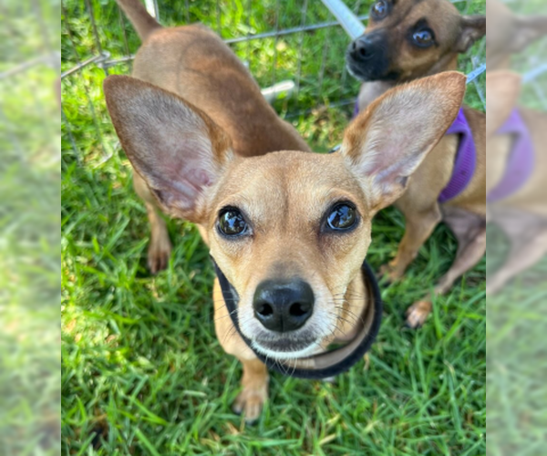 Medium Photo #1 Chihuahua-Unknown Mix Puppy For Sale in Ventura, CA, USA