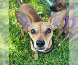 Chihuahua-Unknown Mix Dogs for adoption in Ventura, CA, USA