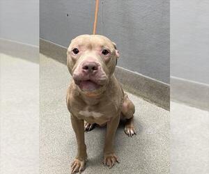 American Pit Bull Terrier-Unknown Mix Dogs for adoption in Las Vegas, NV, USA
