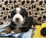 Puppy 4 Bernese Mountain Dog