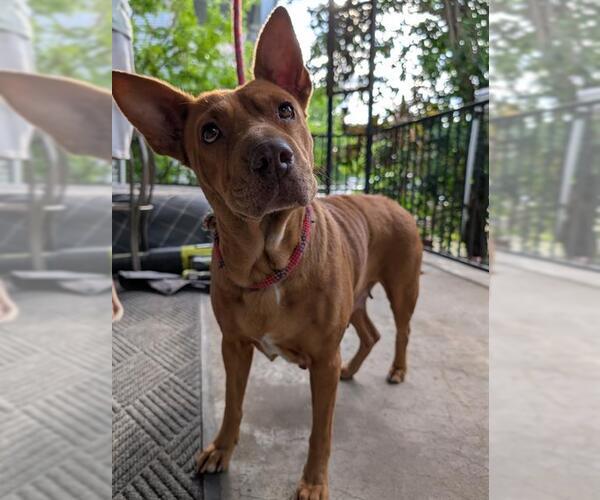Medium Photo #2 Chinese Shar-Pei-Unknown Mix Puppy For Sale in San Antonio, TX, USA