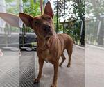 Small #1 Chinese Shar-Pei Mix