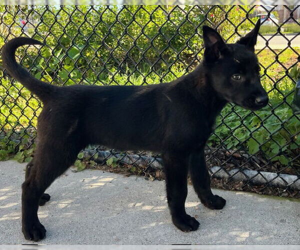 Medium Photo #1 Mutt Puppy For Sale in Santa Cruz, CA, USA