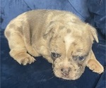 Small Photo #1 French Bulldog Puppy For Sale in PHOENIX, AZ, USA