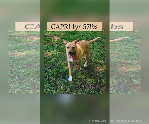 Medium Photo #1 Mutt Puppy For Sale in Woodbury, NY, USA