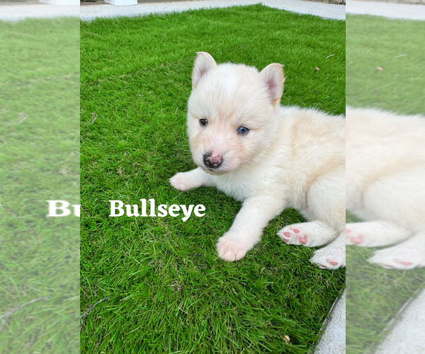 Medium Photo #25 Pomsky Puppy For Sale in VENUS, PA, USA