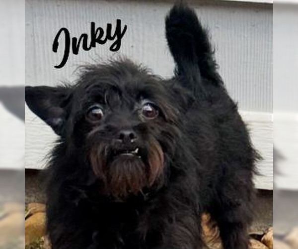 Medium Photo #1 Chihuahua-Unknown Mix Puppy For Sale in HOUSTON, TX, USA