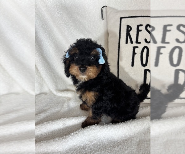 Medium Photo #2 Bernedoodle Puppy For Sale in GREENFIELD, IN, USA