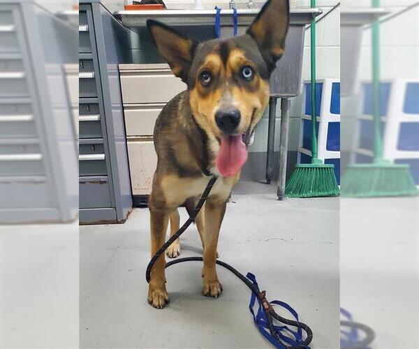 Medium Photo #1 German Shepherd Dog-Unknown Mix Puppy For Sale in Corpus Christi, TX, USA