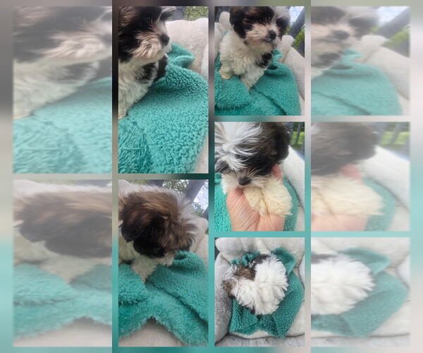 Medium Photo #7 Shorkie Tzu Puppy For Sale in LEBANON, OR, USA
