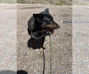 Mutt Dogs for adoption in Globe, AZ, USA