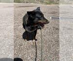 Small Mutt