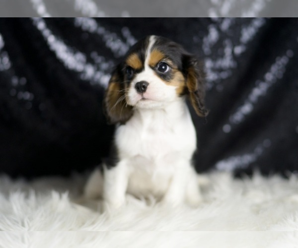 Medium Photo #7 Cavalier King Charles Spaniel Puppy For Sale in WARSAW, IN, USA