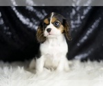 Small #6 Cavalier King Charles Spaniel