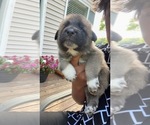 Small #7 German Shepherd Dog-Great Pyrenees Mix