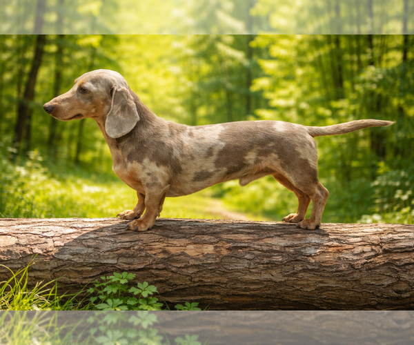 Medium Photo #1 Dachshund Puppy For Sale in HUDSON, CO, USA