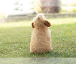 Small #5 Poodle (Miniature)