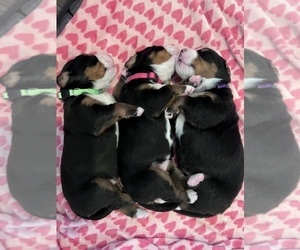Bernese Mountain Dog Puppy for sale in LAINGSBURG, MI, USA