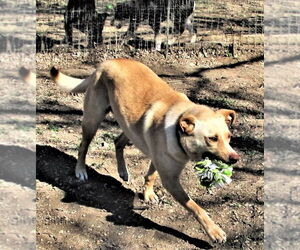 Sprite - Male Retriever -Unknown Mix Dog for Adoption - Photo #6