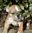 Small Photo #2 Bulldog Puppy For Sale in ROYSE CITY, TX, USA