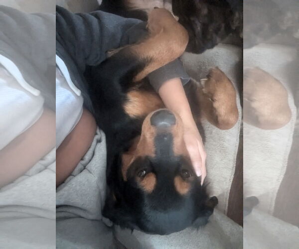 Medium Photo #9 Labrottie Puppy For Sale in Holly Springs, NC, USA