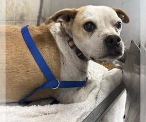 Mutt Dogs for adoption in San Bernardino, CA, USA