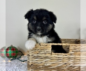Miniature Australian Shepherd Puppy for sale in GREENFIELD, IN, USA