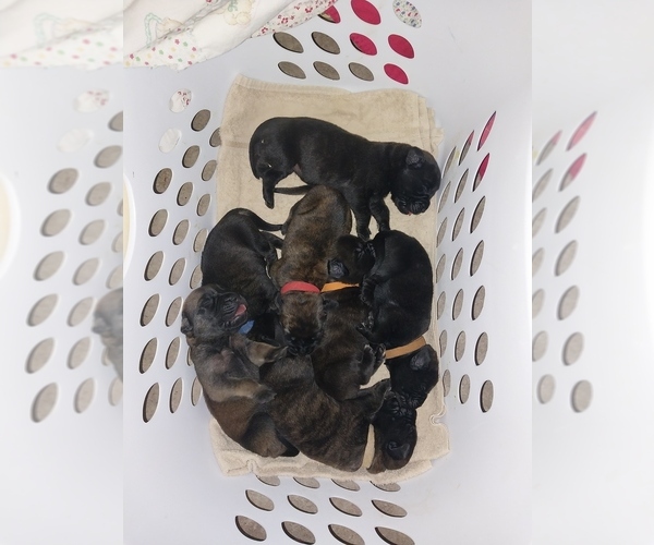 Medium Photo #13 Mastiff Puppy For Sale in MITCHELL, NE, USA