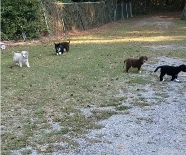 Medium Photo #1 Australian Shepherd Puppy For Sale in GATESVILLE, NC, USA