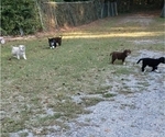 Small Australian Shepherd