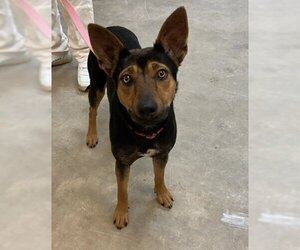 Australian Kelpie-Unknown Mix Dogs for adoption in Alexander, AR, USA