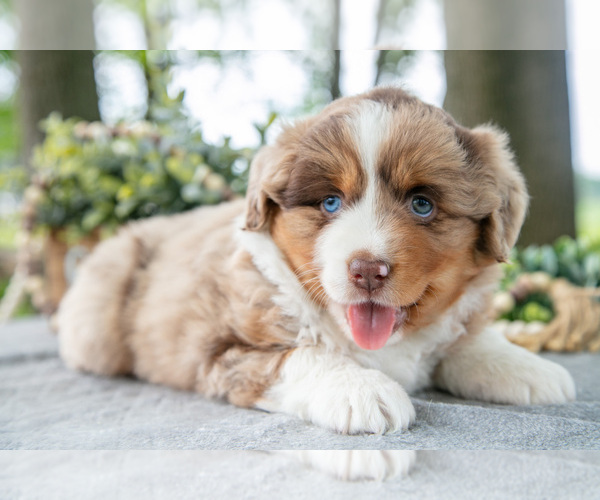 Medium Photo #1 Miniature American Shepherd Puppy For Sale in CHRISTIANA, PA, USA