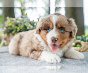 Miniature American Shepherd Puppy for sale in CHRISTIANA, PA, USA