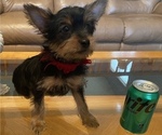Small Photo #1 Yorkshire Terrier Puppy For Sale in OAK LAWN, IL, USA