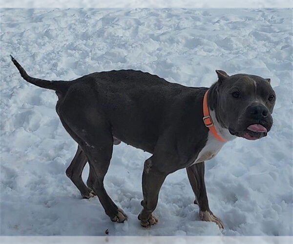 Medium Photo #1 Mutt Puppy For Sale in Springfield, MA, USA