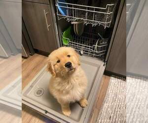Golden Retriever Puppy for sale in STOUGHTON, MA, USA