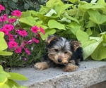 Small #1 Yorkshire Terrier