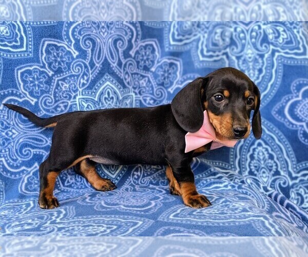Medium Photo #4 Dachshund Puppy For Sale in HONEY BROOK, PA, USA