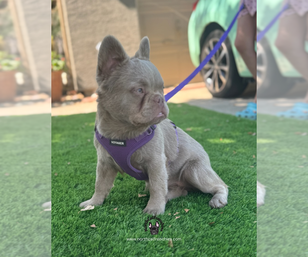 Medium Photo #7 French Bulldog Puppy For Sale in SACRAMENTO, CA, USA